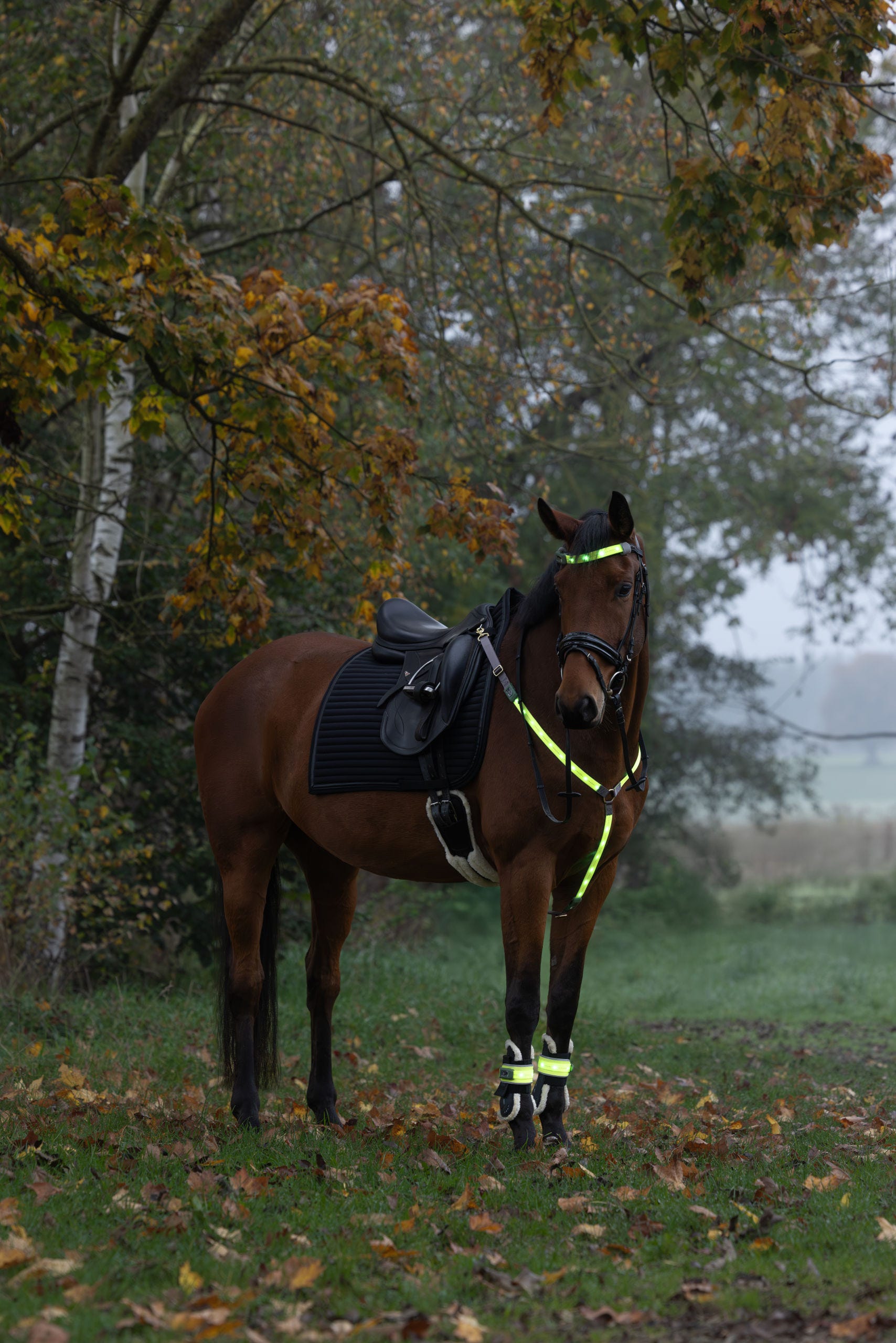 Stirnriemen LED