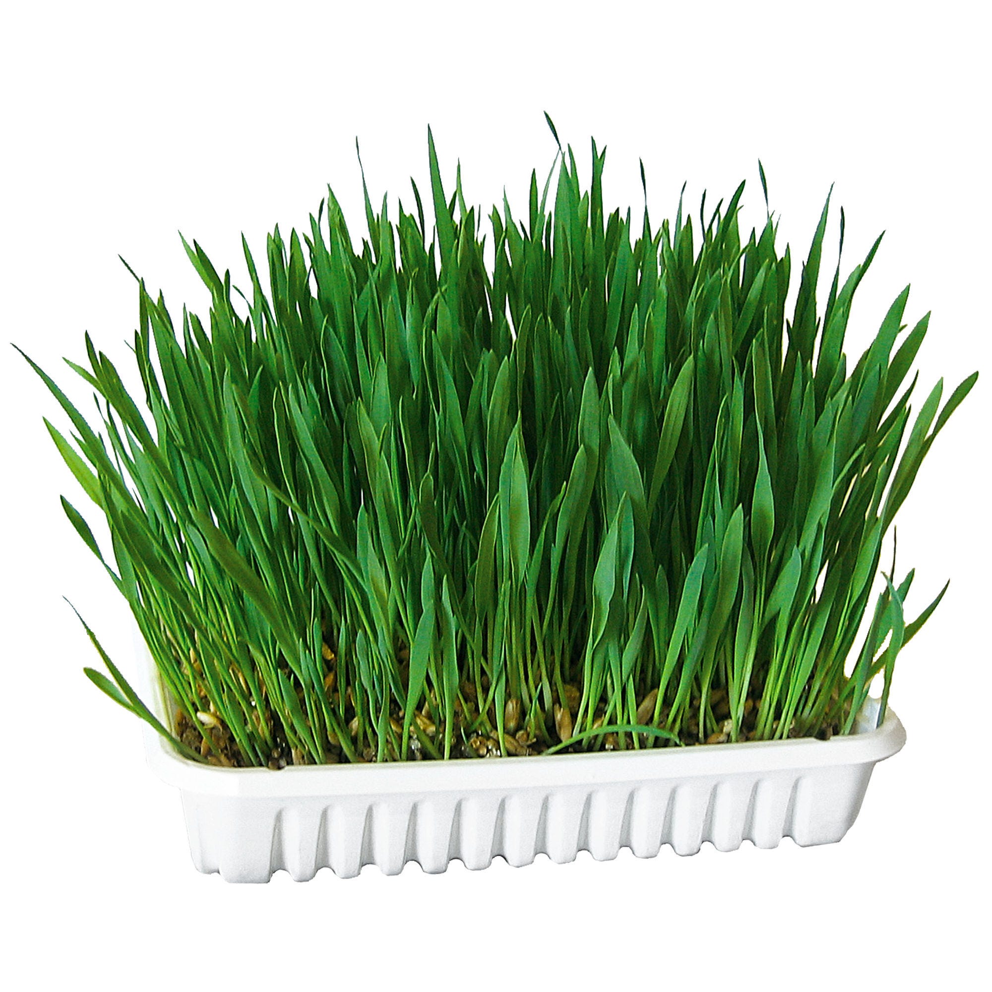 Katzengras 100 g