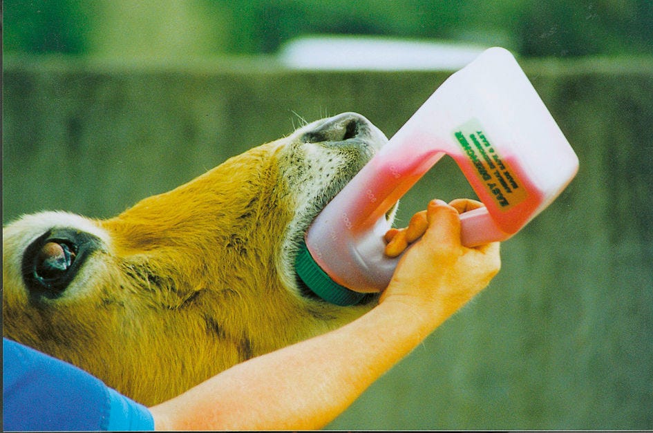 Drencher