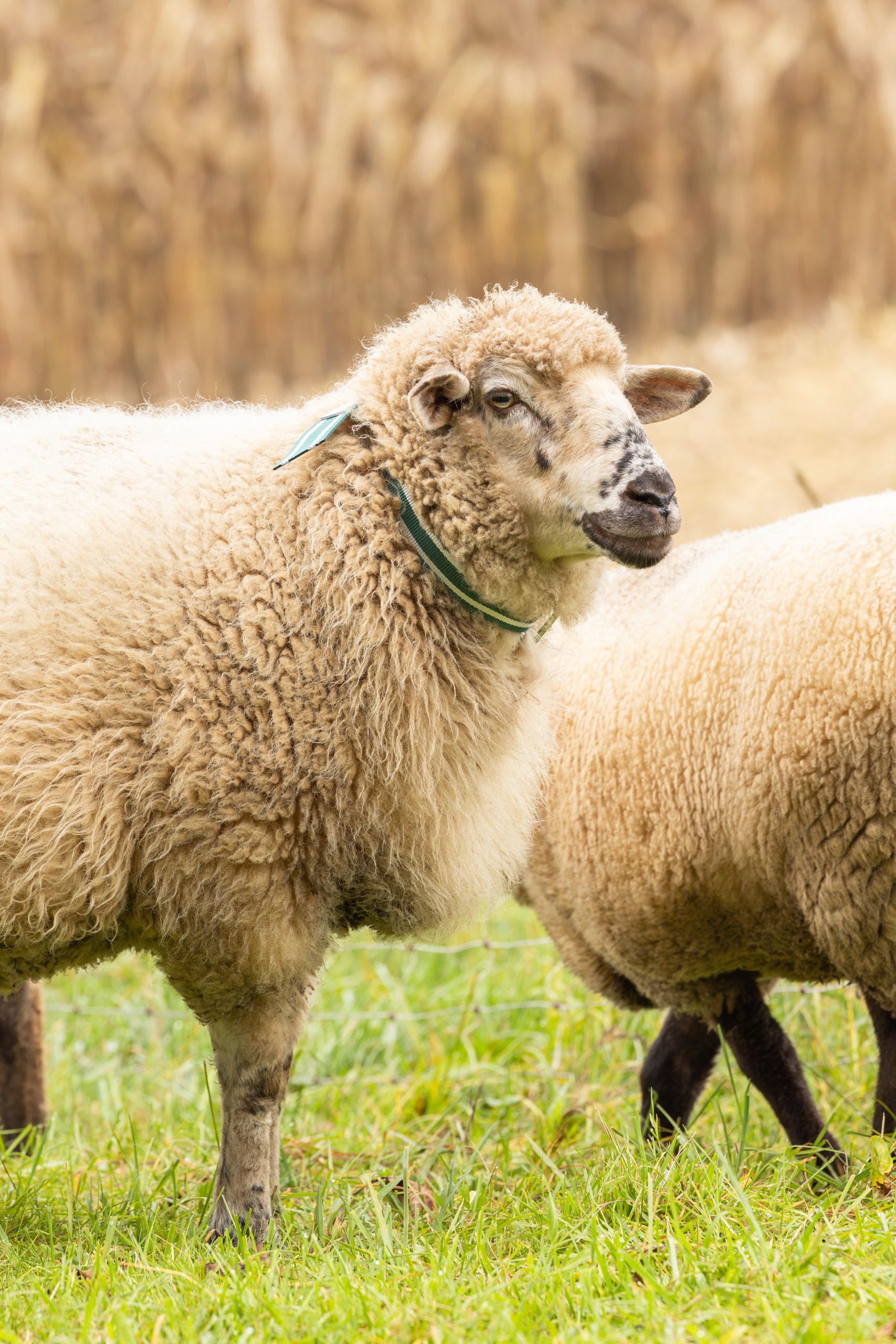 Halsband mit Ovalglied