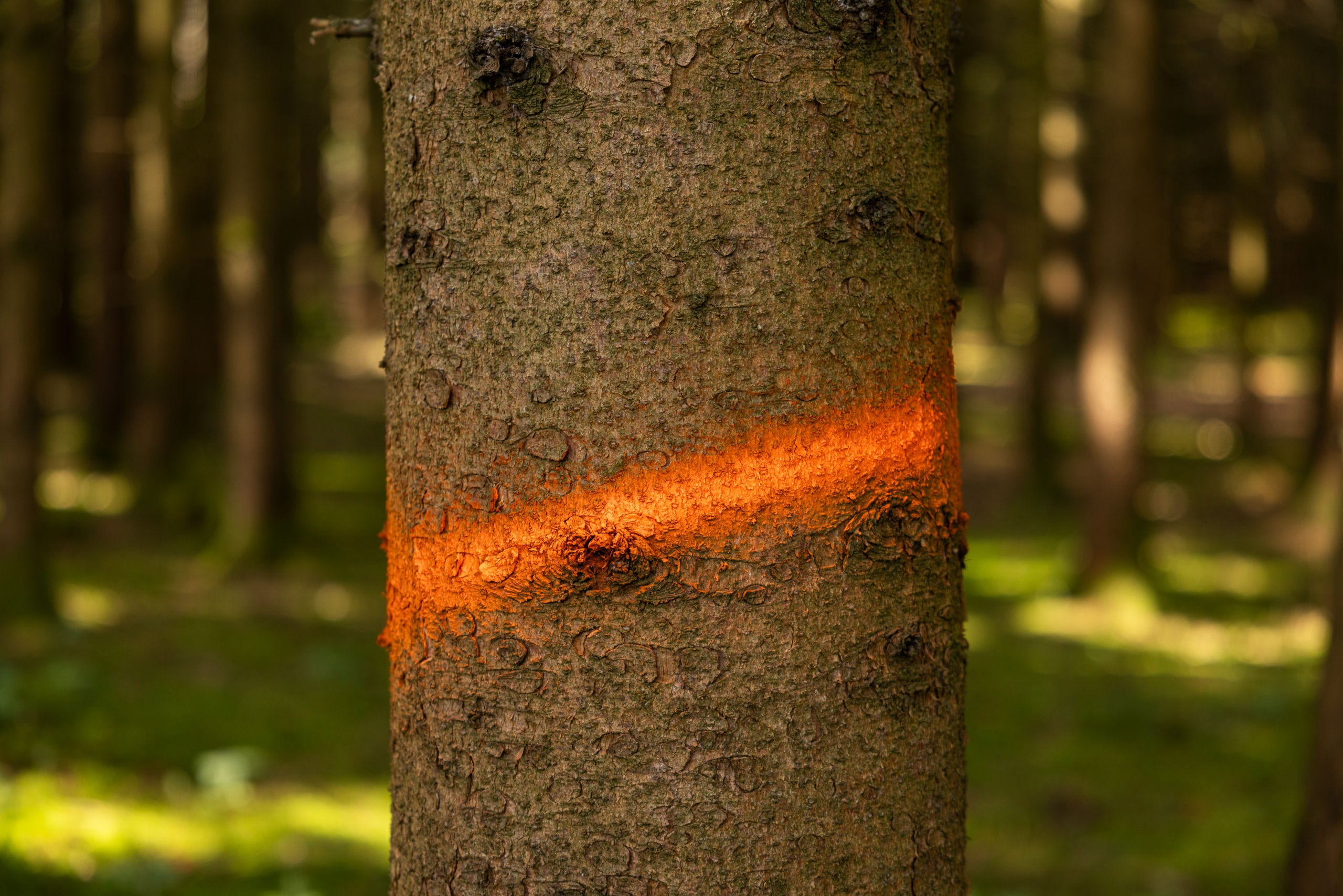 Markierungsspray Forst Neon