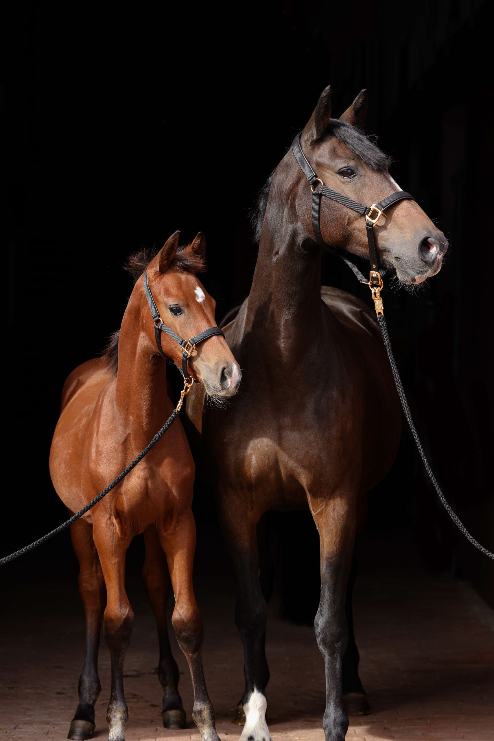 Fohlenhalfter TopLine