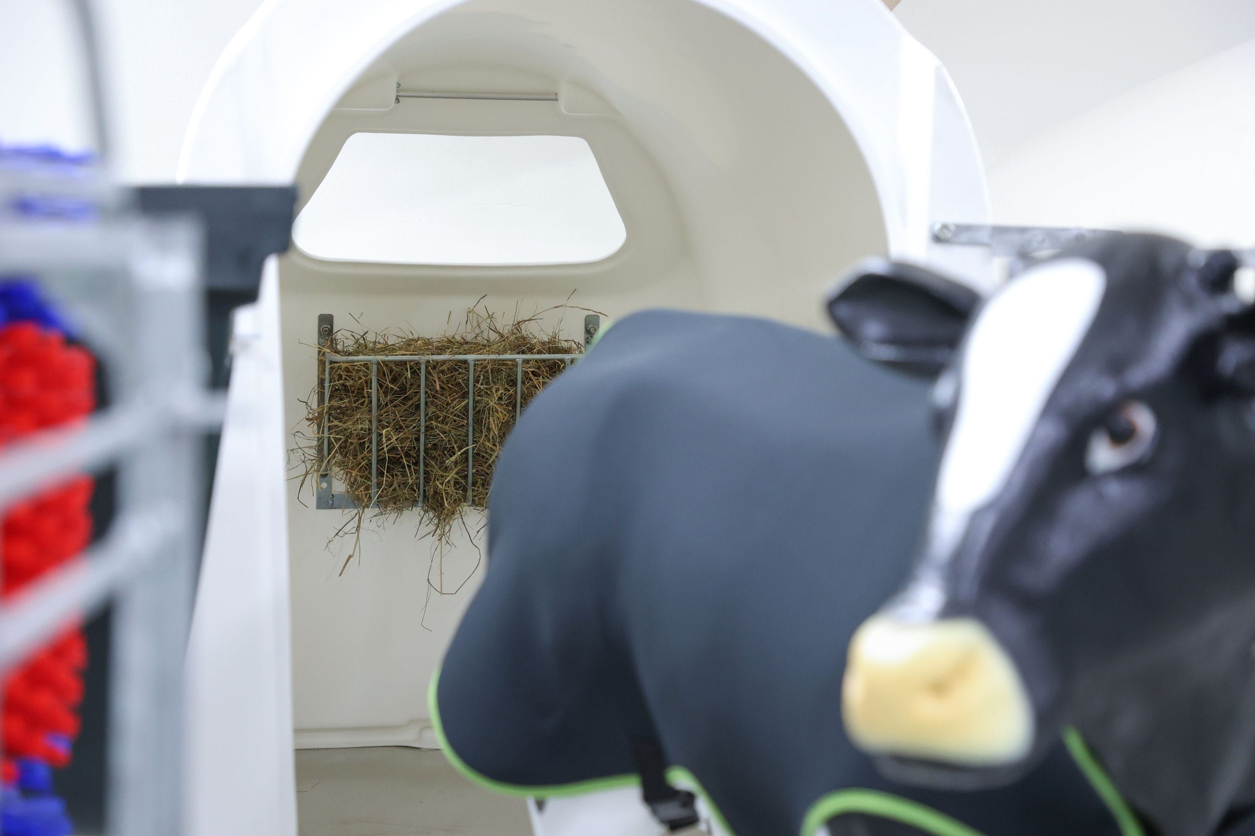 Heuraufe