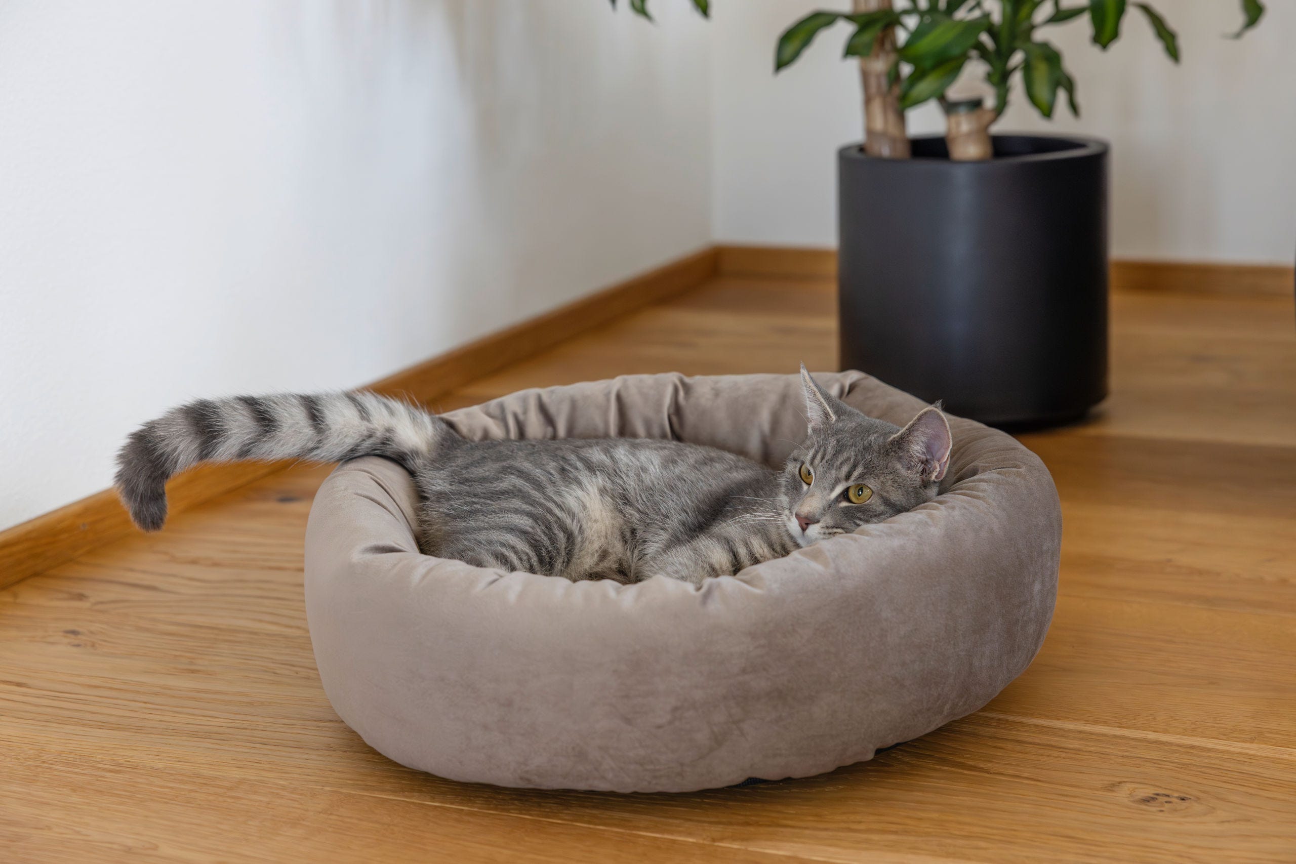 Kuschelbett Velvet